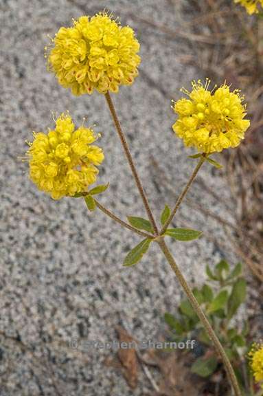 eriogonum umbellatum var furcosum 5 graphic